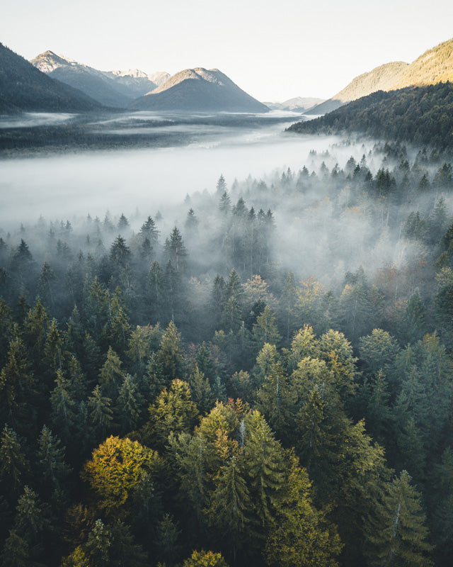 Waldbild
